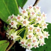Green White Hoya Flower seeds for Planting - Vibrant Colors, Heirloom & GMO Free Seeds for Home Garden