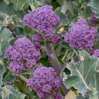 Purple Broccoli Seeds for Planting - Vibrant, Nutritious Vegetable