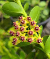 Green Carnosa Flower Seeds for Planting Low Maintenance Heirloom & GMO Free Seeds for Home Garden
 
 Sale