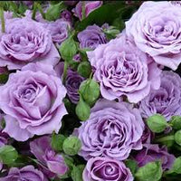 Thick Violet Rose Seeds  Perfect for Planting