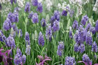 Provence Lavender Violet Flower seeds for Planting - Pollinator Friendly, Heirloom & GMO Free Seeds for Home Garden