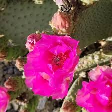 Pink Opuntia Chlorotica Flower seeds for Planting - Wildflower Mix, Heirloom & GMO Free Seeds for Home Garden