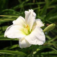White Hemerocallis Flower Seeds for Planting Wildflower Mix Heirloom & GMO Free Seeds for Home Garden
 
 Sale