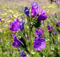 Purple Pattersons Curse Flower Seeds for Easy Planting