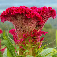 Celosia Flower seeds for Planting - Long Bloom Season, Heirloom & GMO Free Seeds for Home Garden
