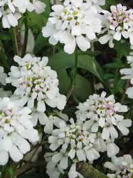 Iberis Sempervirens Flower seeds for Planting - Cut Flower Favorite, Heirloom & GMO Free Seeds for Home Garden
