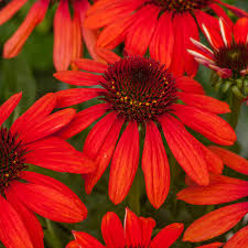 Red Perennial Flower seeds for Planting Pollinator Friendly Heirloom & GMO Free Seeds for Home Garden 
 
 Sale