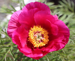 Paeonia Tenuifolia Flower seeds for Planting - Shade Tolerant, Heirloom & GMO Free Seeds for Home Garden