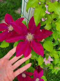 Deep Pink Clematis Flower seeds for Planting - Drought Tolerant, Heirloom & GMO Free Seeds for Home Garden