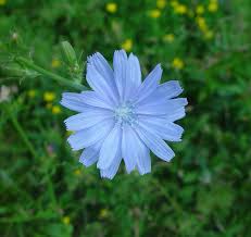 Cichorium Intybus Flower seeds for Planting Compact Growth Heirloom & GMO Free Seeds for Home Garden