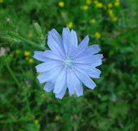 Cichorium Intybus Flower seeds for Planting Compact Growth Heirloom & GMO Free Seeds for Home Garden