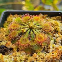 Yellow Sundew Flower Seeds – SunLoving Heirloom & NonGMO Seeds for Easy Home Garden Planting
 
 Sale
