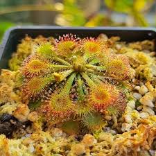 Yellow Sundew Flower Seeds – SunLoving Heirloom & NonGMO Seeds for Easy Home Garden Planting
 
 Sale