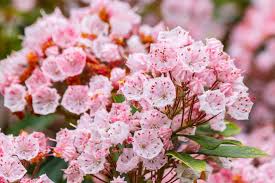 Pink Laurel Seeds for Planting - Elegant Pink Blooms for Garden and Borders