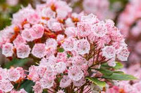 Pink Laurel Seeds for Planting - Elegant Pink Blooms for Garden and Borders