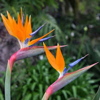 Yellow Blue Strelitzia Reginae Seeds Flower seeds for Planting Pollinator Friendly Heirloom & GMO Free Seeds for Home Garden