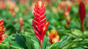 Red Bromeliad Plant Seeds for Colorful Indoor & Outdoor Planting
