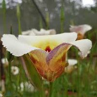 Calochortus Flower Seeds for Planting | Unique and Beautiful Blooms