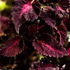 Pink Black Coleus Flower seeds for Planting Perfect for Borders Heirloom & GMO Free Seeds for Home Garden