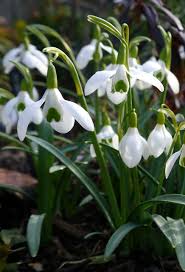 Galanthus Flower seeds for Planting Sun Loving Heirloom & GMO Free Seeds for Home Garden
