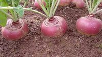 Swede Vegetable Seeds for Easy Planting