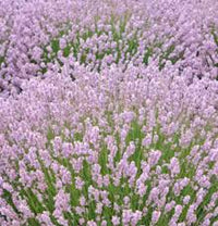 Pink Lavender Flower seeds for Planting Drought Tolerant Heirloom & GMO Free Seeds for Home Garden