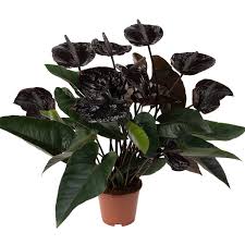 Black Anthurium Flower seeds for Planting Shade Tolerant Heirloom & GMO Free Seeds for Home Garden