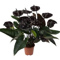 Black Anthurium Flower seeds for Planting Shade Tolerant Heirloom & GMO Free Seeds for Home Garden