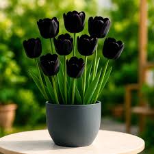 Black Tulip Flower Seeds for Planting Seasonal Bloomer Heirloom & GMO Free Seeds for Home Garden
