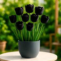Black Tulip Flower Seeds for Planting Seasonal Bloomer Heirloom & GMO Free Seeds for Home Garden