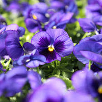 Violet Pansy Flower Seeds for Planting: Vibrant Blooms for Your Garden