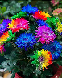 Rainbow Chrysanthemum Flower seeds for Planting - Fragrant Blossoms, Heirloom & GMO Free Seeds for Home Garden