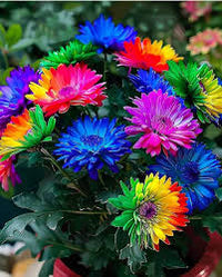 Rainbow Chrysanthemum Flower seeds for Planting - Fragrant Blossoms, Heirloom & GMO Free Seeds for Home Garden