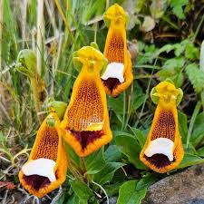 Calceolaria Uniflora Flower Seeds for Planting  Unique and Vibrant Blooms