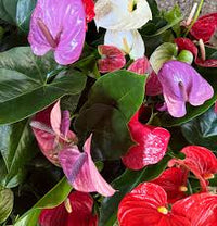 Multi-Colour Anthurium Flower seeds for Planting - Cut Flower Favorite, Heirloom & GMO Free Seeds for Home Garden