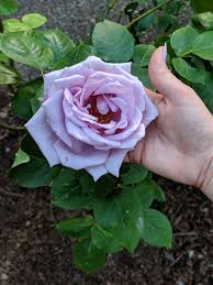 Lavender Rose Flower seeds for Planting - Garden Favorite, Heirloom & GMO Free Seeds for Home Garden