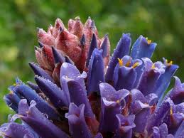 Blue Puya Venusta Flower seeds for Planting - Fragrant Blossoms, Heirloom & GMO Free Seeds for Home Garden