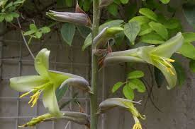 Green Puya Mirabilis Flower seeds for Planting - Hardy Variety, Heirloom & GMO Free Seeds for Home Garden