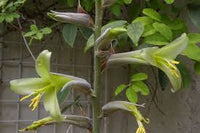 Green Puya Mirabilis Flower seeds for Planting - Hardy Variety, Heirloom & GMO Free Seeds for Home Garden