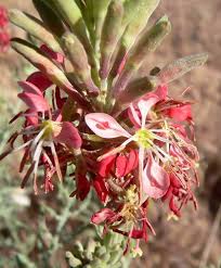 Red Gaura Flower seeds for Planting - Wildflower Mix, Heirloom & GMO Free Seeds for Home Garden