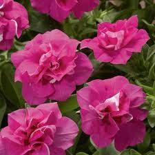 Pink Double Petunia Flower seeds for Planting - Easy to Grow, Heirloom & GMO Free Seeds for Home Garden