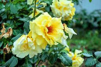 Cream Rosa Xanthina Flower Seeds for Planting Wildflower Mix Heirloom & GMO Free Seeds for Home Garden
 
 Sale