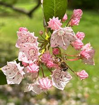 Pink Laurel Seeds for Planting - Elegant Pink Blooms for Garden and Borders