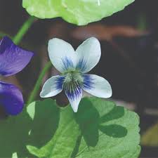 Purple White Viola Flower seeds for Planting - Shade Tolerant, Heirloom & GMO Free Seeds for Home Garden