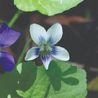 Purple White Viola Flower seeds for Planting - Shade Tolerant, Heirloom & GMO Free Seeds for Home Garden