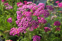Pink Achillea Yarrow Flower seeds for Planting - Premium Quality, Heirloom & GMO Free Seeds for Home Garden