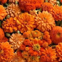 Malve Flower Seeds Mix – Yellow, White, Light Orange, and Orange-Red Colors