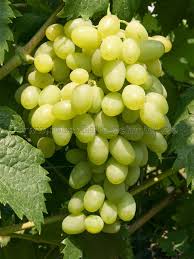 Green Dessert/Table Grape (Vitis vinifera) Fruit Vine Seeds