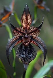 Black Dracula Flower seeds for Planting - Easy to Grow, Heirloom & GMO Free Seeds for Home Garden