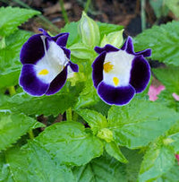 Torenia Flower seeds for Planting Colorful Display Heirloom & GMO Free Seeds for Home Garden